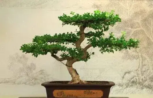 黄杨盆景出现烂根的原因及预防措施