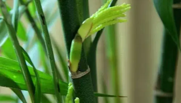 凤尾竹怎么浇水（多久浇一次）凤尾竹怎么修剪