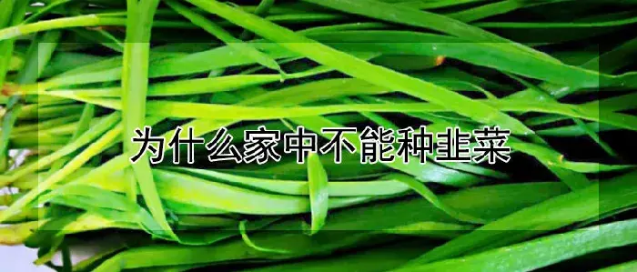 为什么家中不能种韭菜