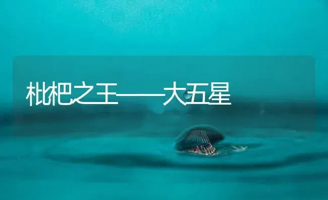 枇杷之王――大五星 | 植物百科