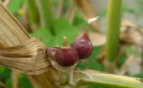 独头蒜的高效种植技巧分析