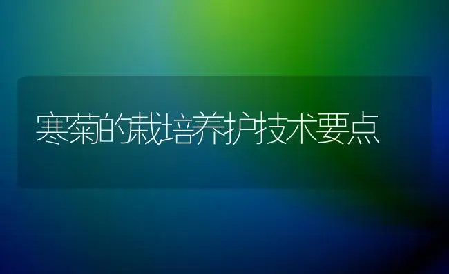 寒菊的栽培养护技术要点 | 植物知识