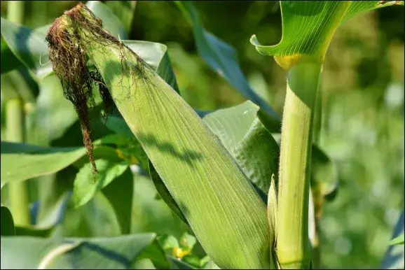 登海605玉米需要控旺吗？登海605种植注意事项