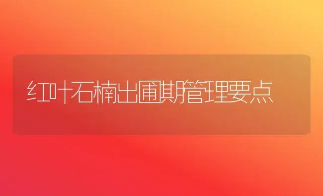 红叶石楠出圃期管理要点 | 植物科普