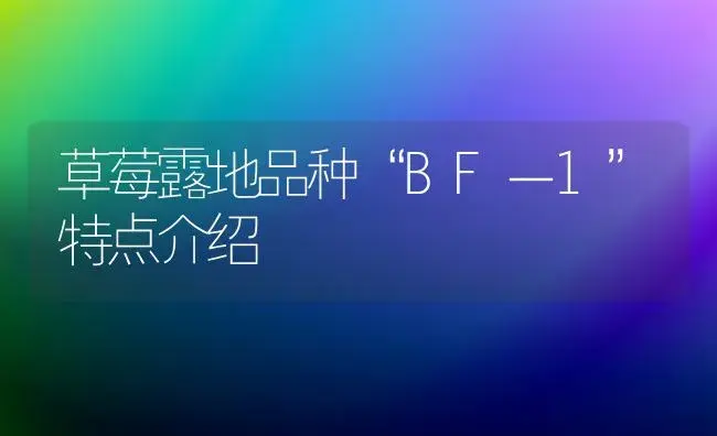 草莓露地品种“BF－1”特点介绍 | 植物百科