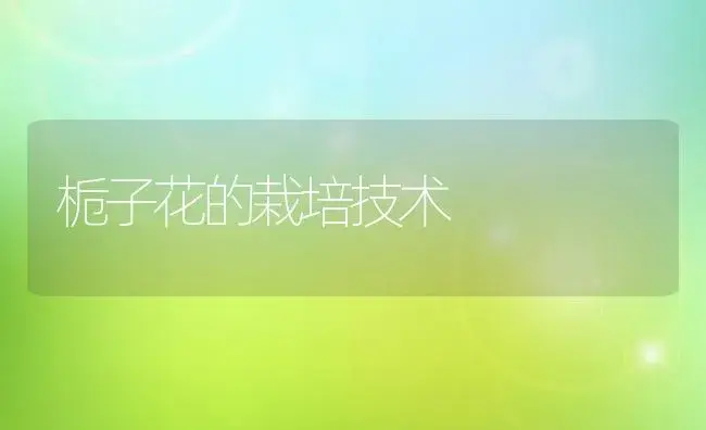 栀子花的栽培技术 | 植物科普