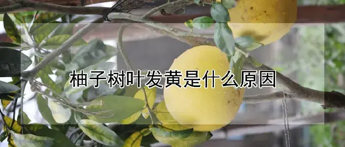 柚子树叶发黄是什么原因