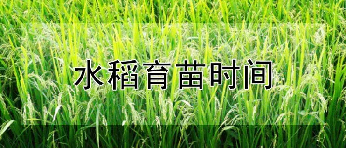 水稻育苗时间