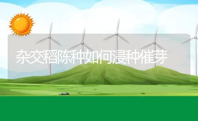 杂交稻陈种如何浸种催芽 | 植物资料