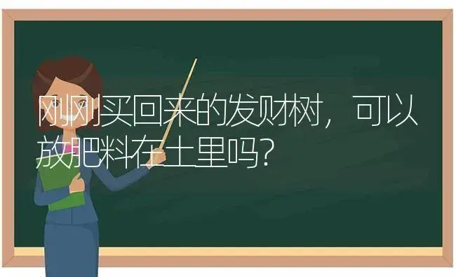 刚刚买回来的发财树，可以放肥料在土里吗？ | 植物问答