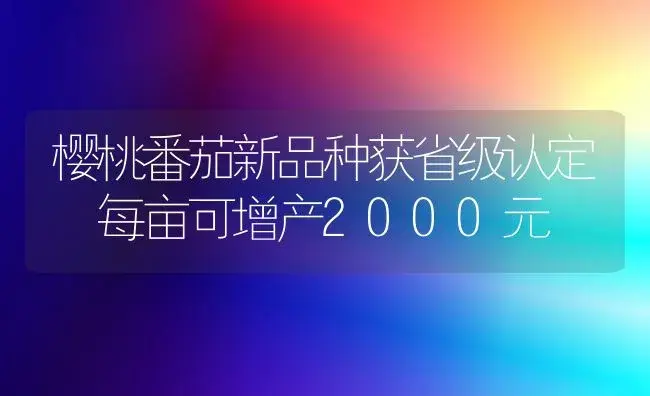 樱桃番茄新品种获省级认定 每亩可增产2000元 | 植物科普