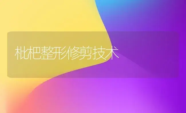 枇杷整形修剪技术 | 植物科普
