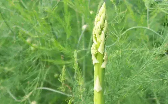 芦笋种子怎么催芽