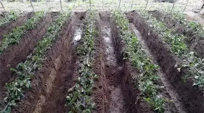 草莓定植后怎么管理