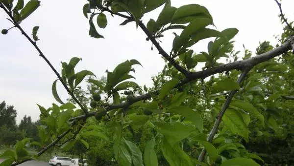 2018种李子赚钱吗？李子种植的利润与投资成本及前景预测