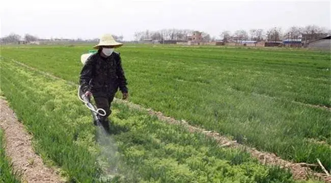 小麦春季除草的最佳时间