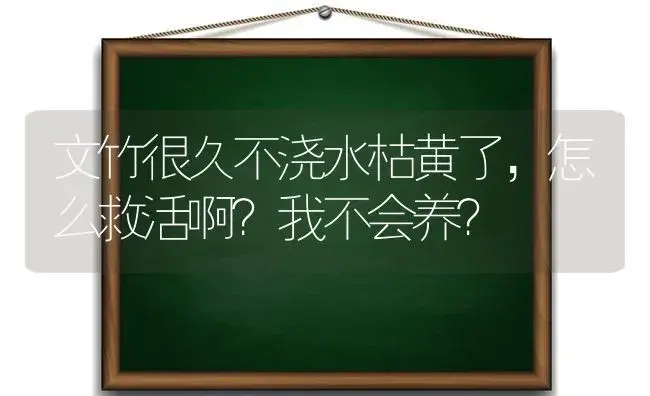 文竹很久不浇水枯黄了，怎么救活啊？我不会养？ | 植物问答