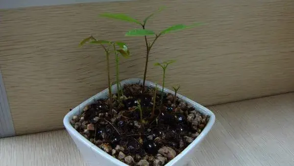 龙眼盆栽种植方法