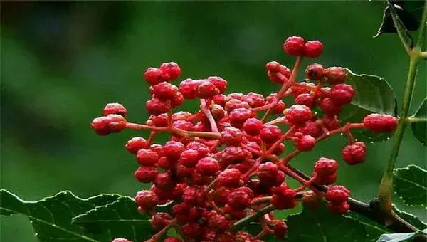 花椒树在多雨水的地方能种植吗？花椒树该怎么浇水？