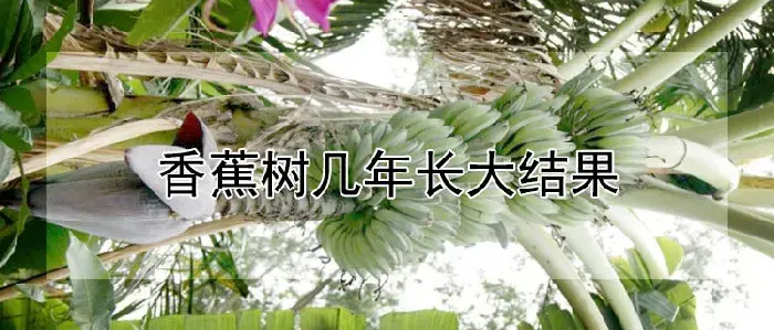 香蕉树几年长大结果