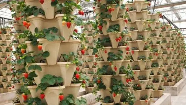 草莓立体栽培技术 草莓种子的种植方法