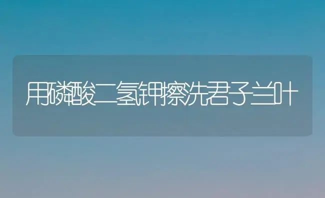 用磷酸二氢钾擦洗君子兰叶 | 植物科普