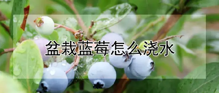 盆栽蓝莓怎么浇水