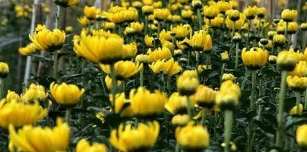 菊花种子什么时候播种 菊花种子的播种方法