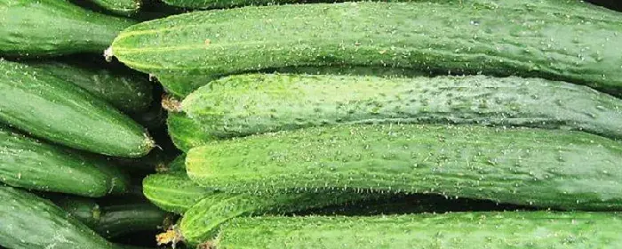 旱黄瓜种植技术