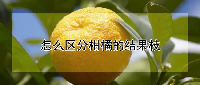 怎么区分柑橘的结果枝