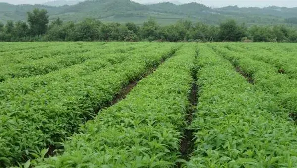 2018种甘草赚钱吗？甘草种植的利润与投资成本及前景预测