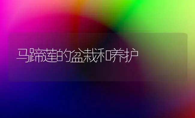 马蹄莲的盆栽和养护 | 植物知识