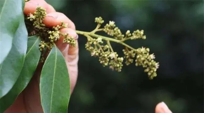 荔枝旺长不开花解决方法