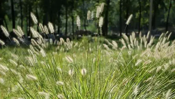 狼尾草种植技术 狼尾草冬天怎么处理