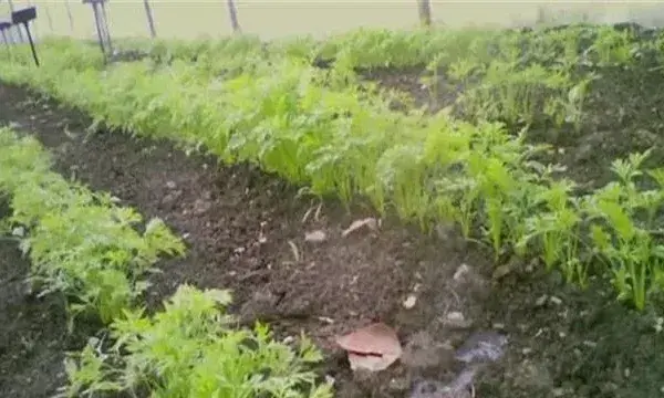 胡萝卜播种要点
