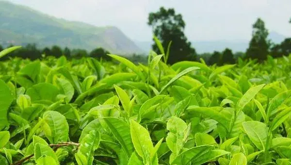 2018种茶树赚钱吗？茶树种植的利润与投资成本及前景预测