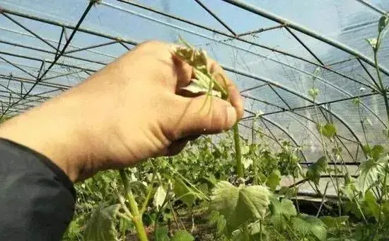 葡萄摘心技术学习