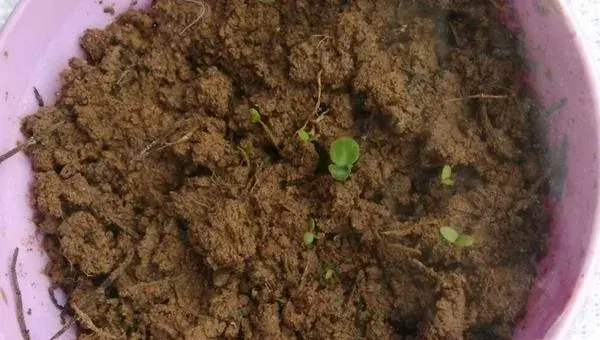香雪球种子怎么种 香雪球的种植方法与注意事项