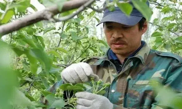 杨梅疏花疏果技术