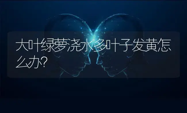 大叶绿萝浇水多叶子发黄怎么办？ | 植物问答