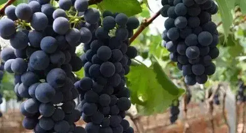 夏黑葡萄什么时候保果最好？怎么保果