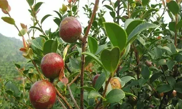 油茶高产栽培要点