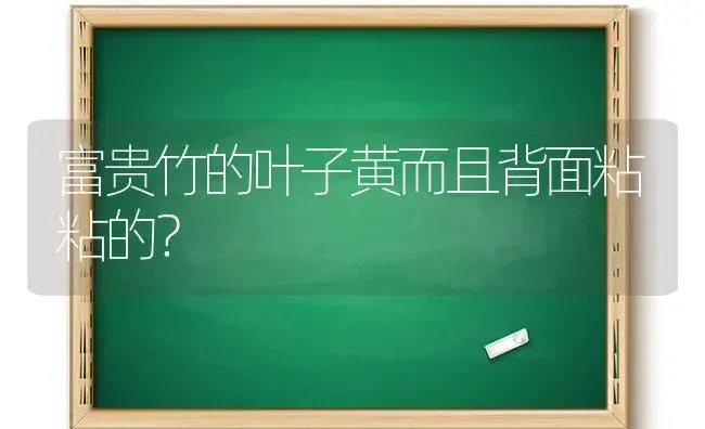 富贵竹的叶子黄而且背面粘粘的？ | 植物问答