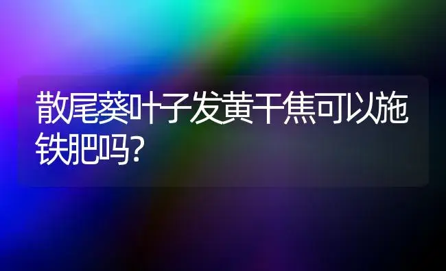 散尾葵叶子发黄干焦可以施铁肥吗？ | 植物问答