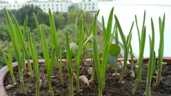 大蒜催芽的四种方法，在家也可以轻松种大蒜