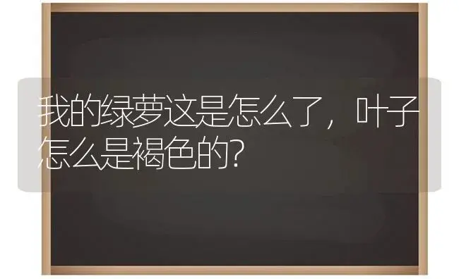 我的绿萝这是怎么了，叶子怎么是褐色的？ | 植物问答