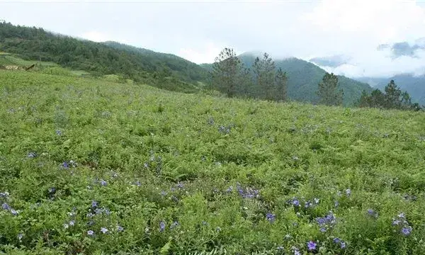 桔梗的田间管理技术