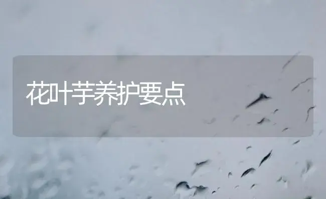 花叶芋养护要点 | 植物知识