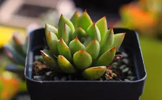 宝石花掉下来是怎么了，可能是以下5种原因导致