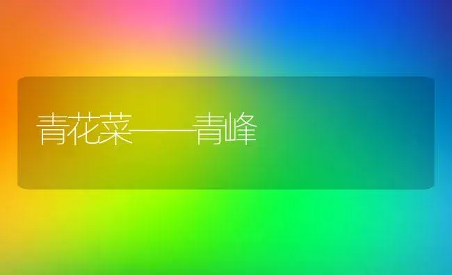 青花菜――青峰 | 植物百科